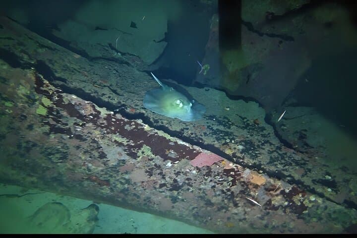 Anguilla Night Wreck Dive: One-Tank Bioluminescent Shipwreck Experience photo 4