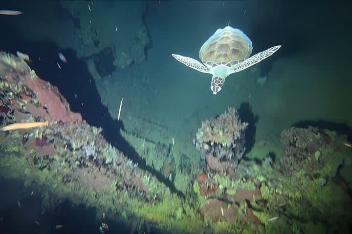 Anguilla Night Wreck Dive: One-Tank Bioluminescent Shipwreck Experience photo 5