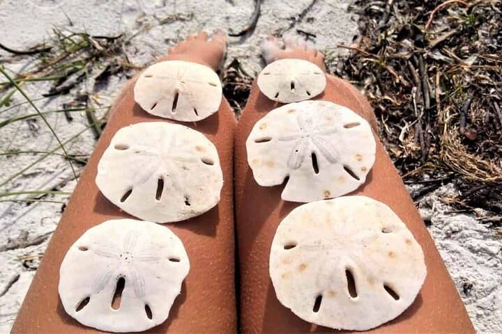 Island Hopping & Snorkeling from St. Petersburg: Egmont Key, Shell Key and Sand Dollar Flats photo 3