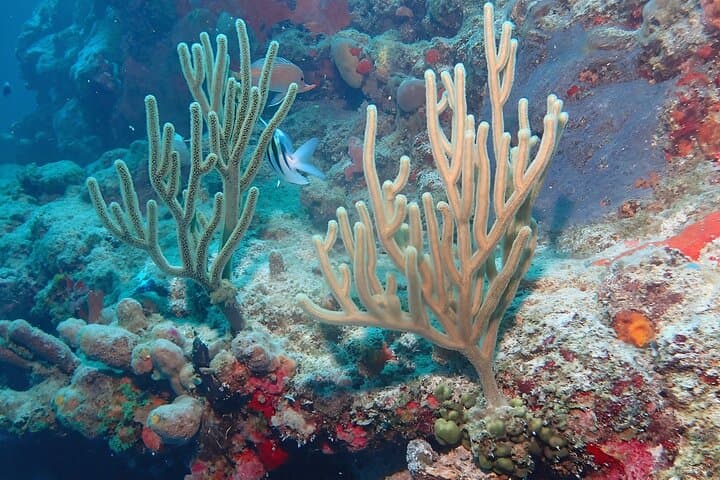 Discover Scuba at Little Bay, Anguilla — PADI Introductory Dive for Beginners photo 6