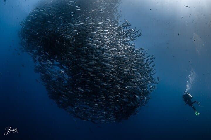Baja Off-Road Adventure and Cabo Pulmo Diving — Maverick Rides & World-Class Reefs photo 2