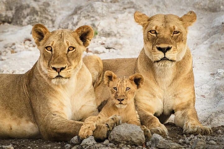 Chobe Day Trip: River Safari Cruise & Game Drive from Livingstone photo 6