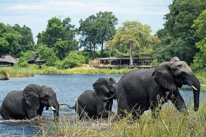 Chobe Day Trip: River Safari Cruise & Game Drive from Livingstone photo 2