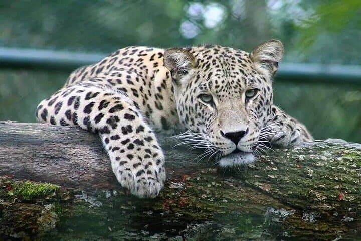 Chobe Day Trip: River Safari Cruise & Game Drive from Livingstone photo 3