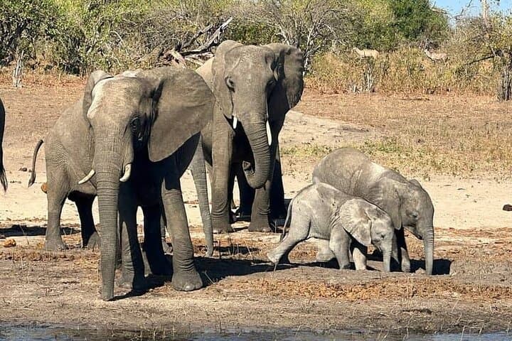 Chobe Day Trip: River Safari Cruise & Game Drive from Livingstone photo 4