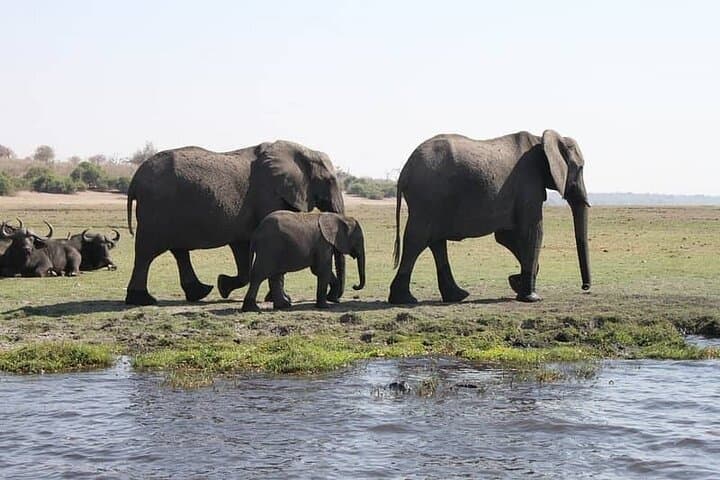Chobe Day Trip: River Safari Cruise & Game Drive from Livingstone photo 5
