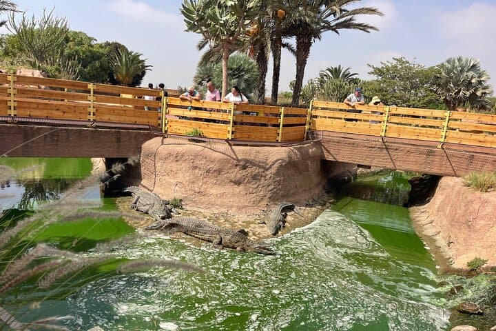 Agadir Crocoparc & Argan-Tree Goats Half-Day Tour — Crocodiles, Culture, and Photos photo 1