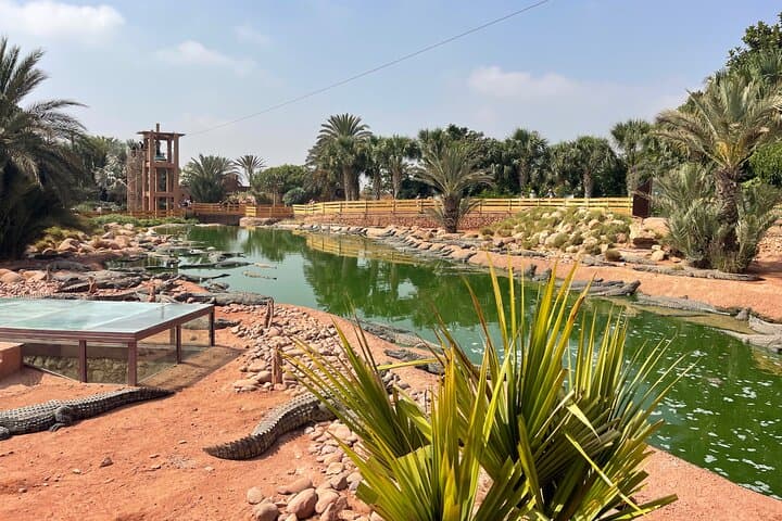 Agadir Crocoparc & Argan-Tree Goats Half-Day Tour — Crocodiles, Culture, and Photos photo 2