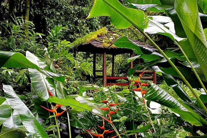 Martinique Northern Circuit: Waterfalls, Mount Pelée & Saint-Pierre Ruins Day Tour photo 2