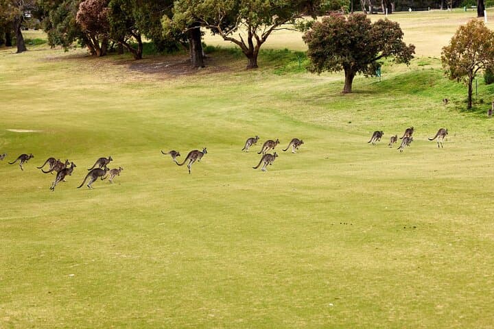 Great Ocean Road & Twelve Apostles Private Tour from Melbourne — Full-Day Scenic Drive photo 3