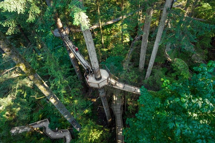 Capilano Suspension Bridge, Lynn Canyon & Stanley Park: North Vancouver Highlights Tour photo 4