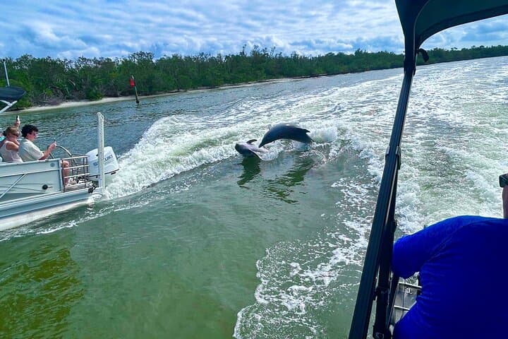Private Naples Dolphin Cruise with Breakfast at Port Royal — Morning Wildlife & Luxury Pontoon photo 6