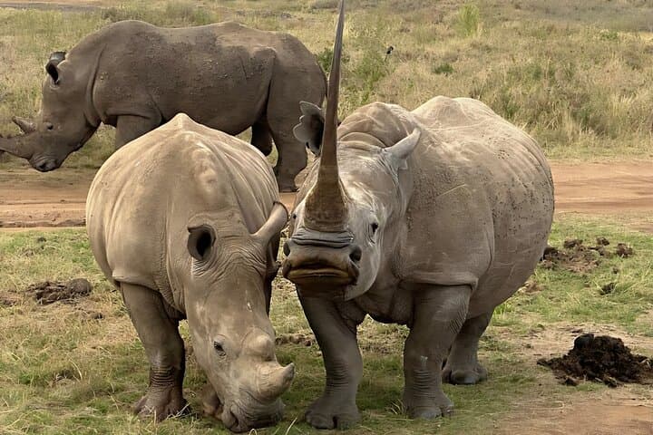Inside Nairobi’s Wild Safari: Urban Wildlife, Elephant Orphans & Giraffe Encounters photo 4