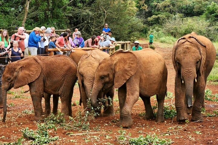 Inside Nairobi’s Wild Safari: Urban Wildlife, Elephant Orphans & Giraffe Encounters photo 3