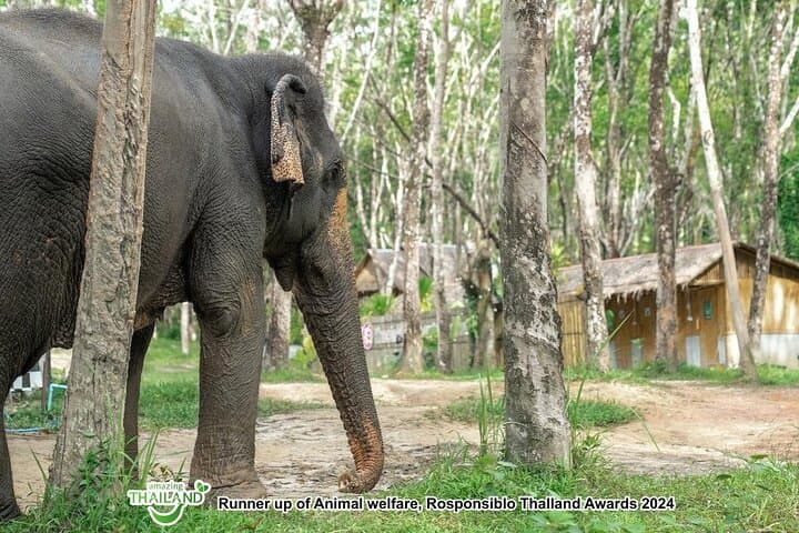 Khaolak Elephant Sanctuary Highlights: Ethical Elephant Encounters and Forage Tour