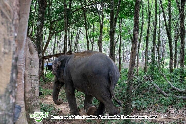 Khaolak Elephant Sanctuary Highlights: Ethical Elephant Encounters and Forage Tour photo 5