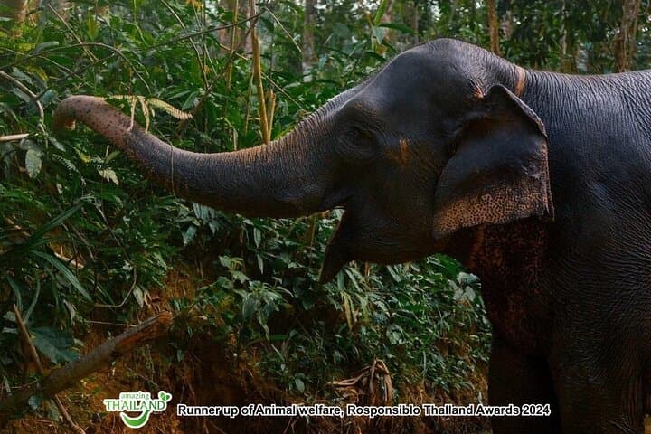 Ethical Elephant Sanctuary Day Trip in Khao Lak: Waterfalls, Cooking & Conservation photo 2