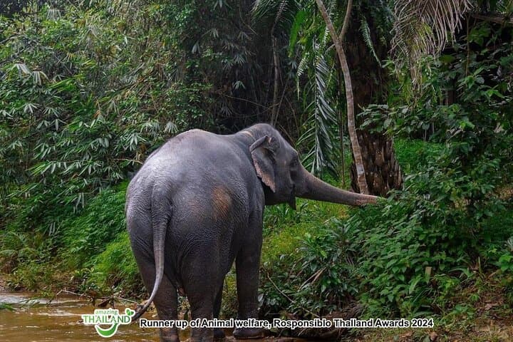 Ethical Elephant Sanctuary Day Trip in Khao Lak: Waterfalls, Cooking & Conservation photo 3