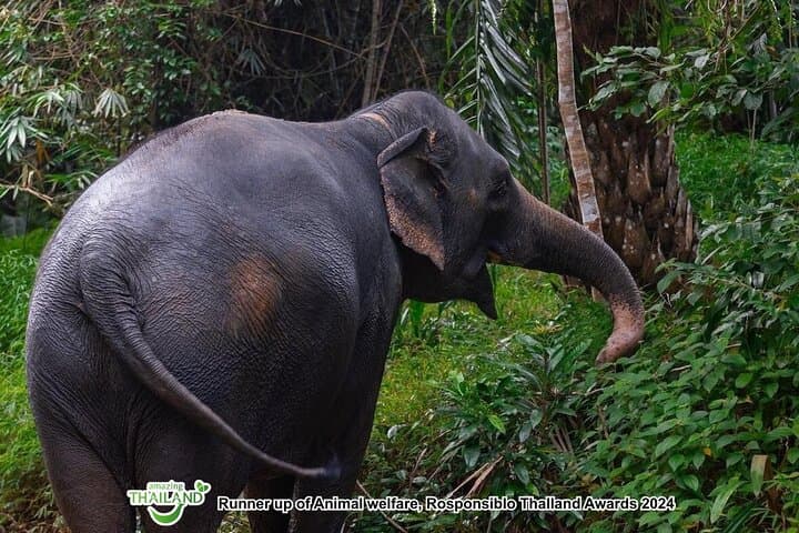 Ethical Elephant Sanctuary Day Trip in Khao Lak: Waterfalls, Cooking & Conservation photo 4