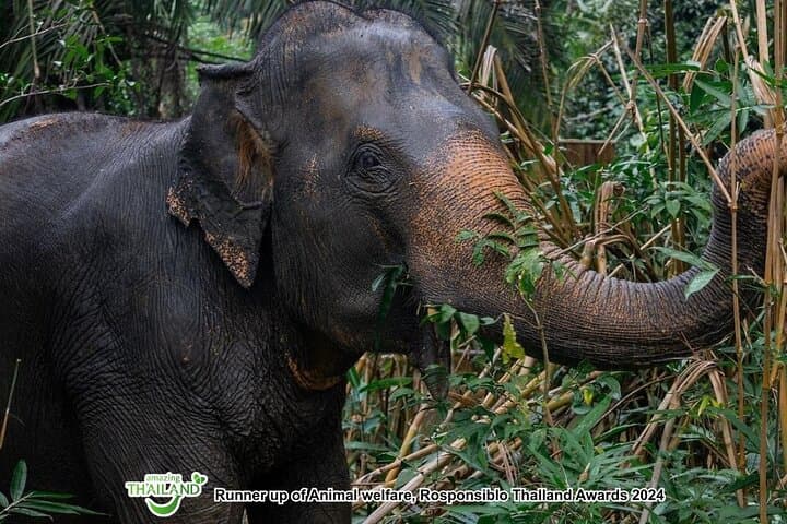 Ethical Elephant Sanctuary Day Trip in Khao Lak: Waterfalls, Cooking & Conservation photo 5