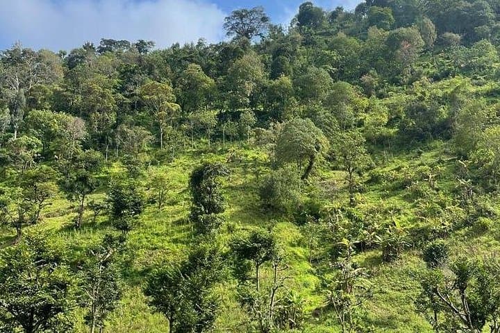 Materuni Waterfalls, Coffee Tour & Kikuletwa Hot Springs Day Trip from Arusha photo 2