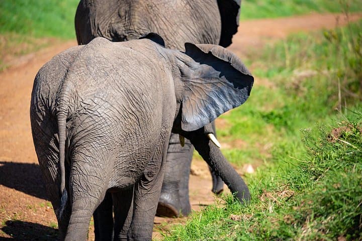 Full-Day Amboseli Safari from Nairobi — Elephants, Kilimanjaro Views & Game Drives photo 1