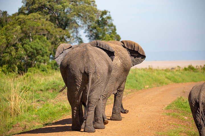 Full-Day Amboseli Safari from Nairobi — Elephants, Kilimanjaro Views & Game Drives photo 2