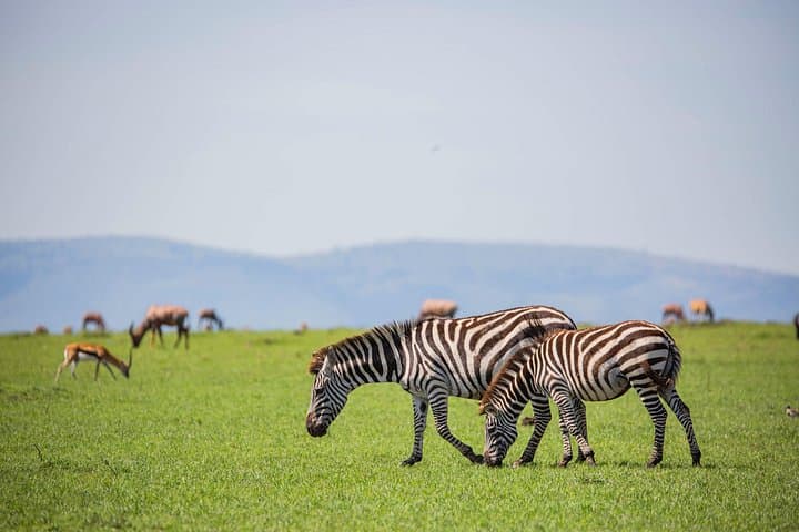 Full-Day Amboseli Safari from Nairobi — Elephants, Kilimanjaro Views & Game Drives photo 3