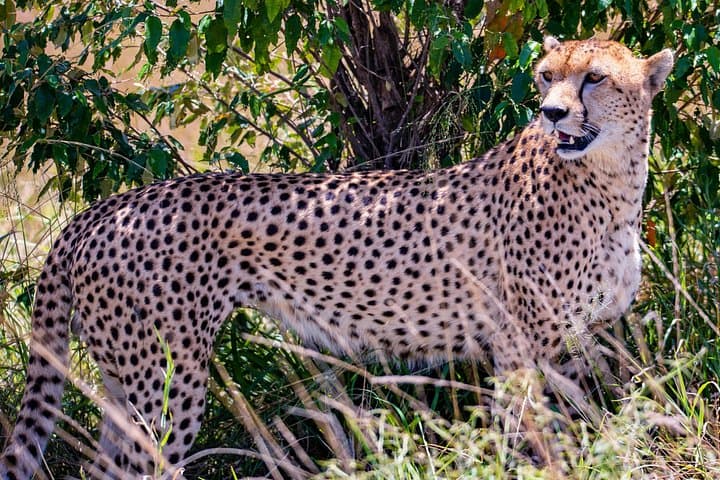 Full-Day Amboseli Safari from Nairobi — Elephants, Kilimanjaro Views & Game Drives photo 4