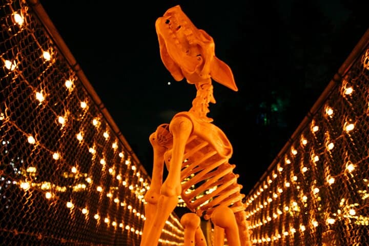 Vancouver After Dark: Capilano Canyon Fright Lights, Salmon Run and Skyline Lookouts photo 2