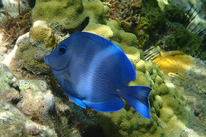 Snorkel Anse Cochon: 90-Minute Marine Reserve Tour from Castries photo 3