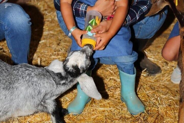 Farmer for a Day in Gran Canaria: Hands-On Farm Visit with Local Tasting photo 4