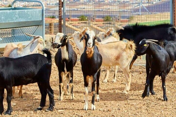 Farmer for a Day in Gran Canaria: Hands-On Farm Visit with Local Tasting