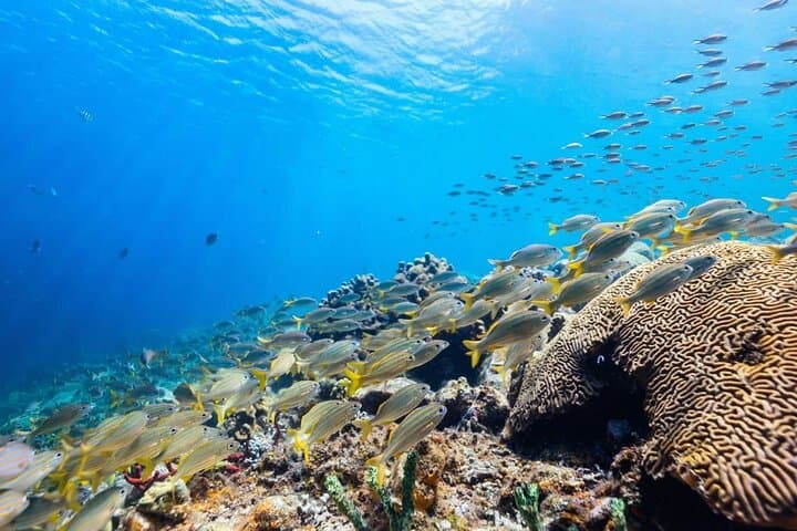 4-Hour Snorkel Tour to Anse Cochon, Anse Mamin & Sugar Beach — St. Lucia Reef Safari photo 6