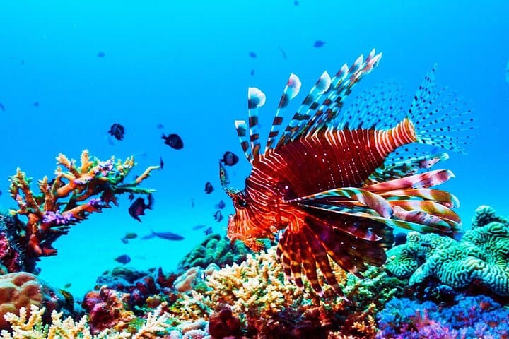 Snorkel Anse Cochon: 90-Minute Marine Reserve Tour from Castries photo 2