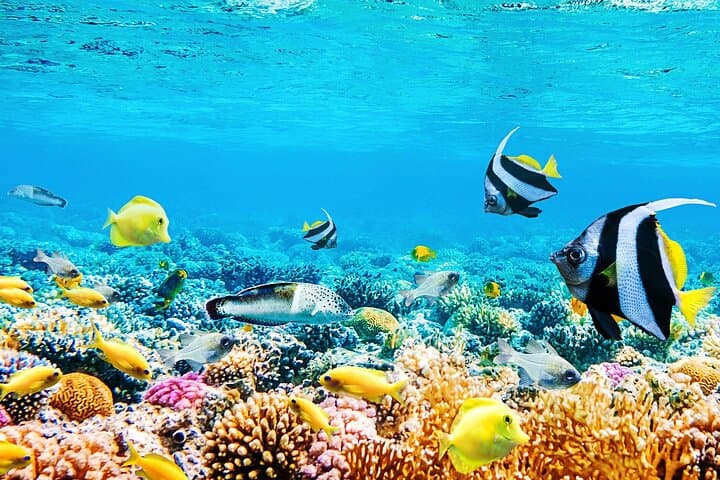 Snorkel Anse Cochon: 90-Minute Marine Reserve Tour from Castries photo 6