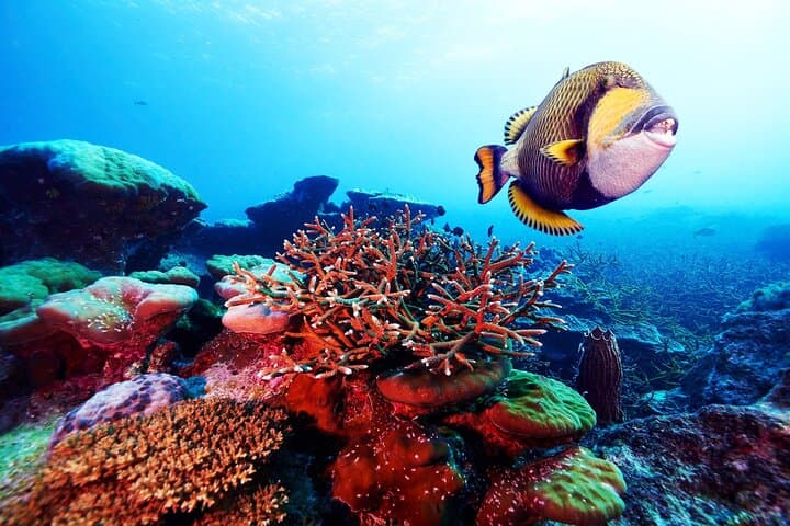 Snorkel Anse Cochon: 90-Minute Marine Reserve Tour from Castries photo 4