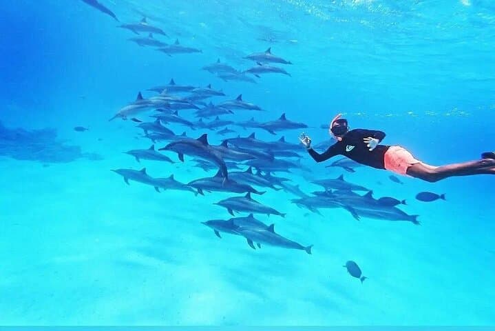 Swim with Spinner Dolphins: Dolphin House Sataya Reef Snorkeling Cruise from Marsa Alam photo 3