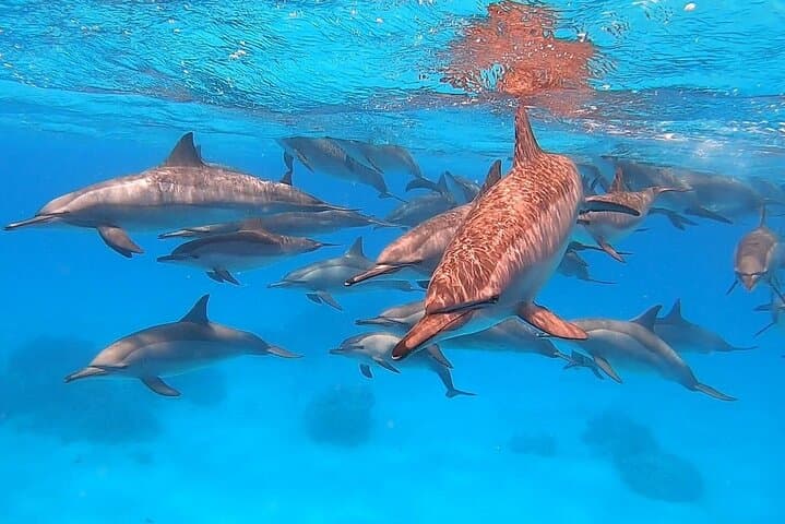Swim with Spinner Dolphins: Dolphin House Sataya Reef Snorkeling Cruise from Marsa Alam photo 2