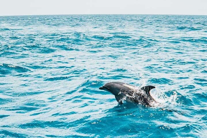Swim with Spinner Dolphins: Dolphin House Sataya Reef Snorkeling Cruise from Marsa Alam photo 4