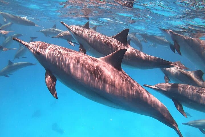 Swim with Spinner Dolphins: Dolphin House Sataya Reef Snorkeling Cruise from Marsa Alam photo 1