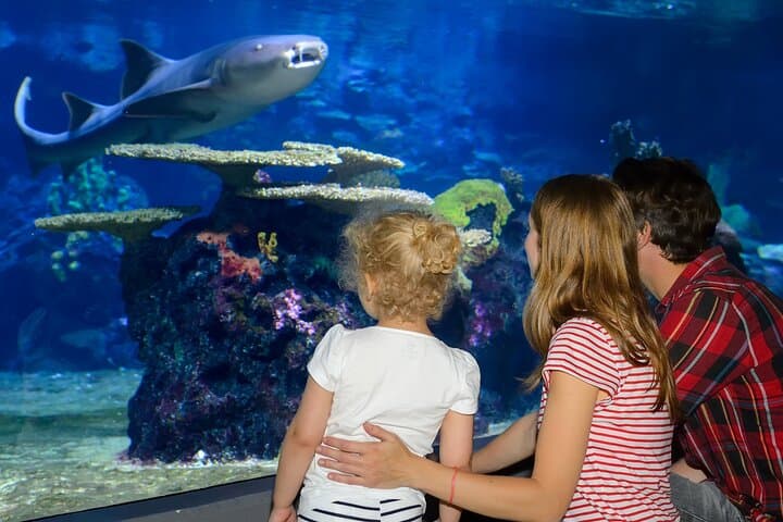 Istanbul Aquarium: 80-Meter Underwater Tunnel & Comfortable Hotel Transfers