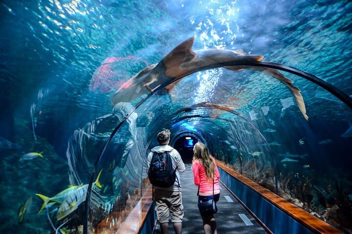 Istanbul Aquarium: 80-Meter Underwater Tunnel & Comfortable Hotel Transfers photo 5