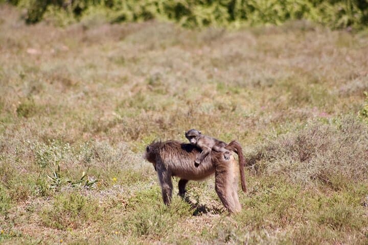 Private Full-Day Addo Elephant Safari with Traditional Braai Lunch photo 6