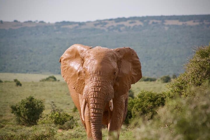 Private Full-Day Addo Elephant Safari with Traditional Braai Lunch photo 5