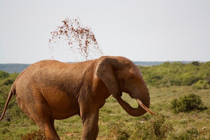 Private Full-Day Addo Elephant Safari with Traditional Braai Lunch photo 4