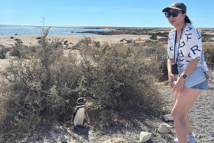 Punta Tombo & Isla Escondida Wildlife Day Tour from Puerto Madryn — Penguins and Elephant Seals