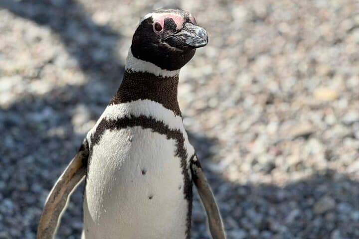 Punta Tombo & Isla Escondida Wildlife Day Tour from Puerto Madryn — Penguins and Elephant Seals photo 2