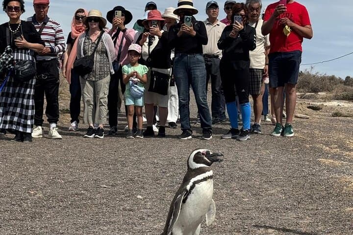 Punta Tombo & Isla Escondida Wildlife Day Tour from Puerto Madryn — Penguins and Elephant Seals photo 4