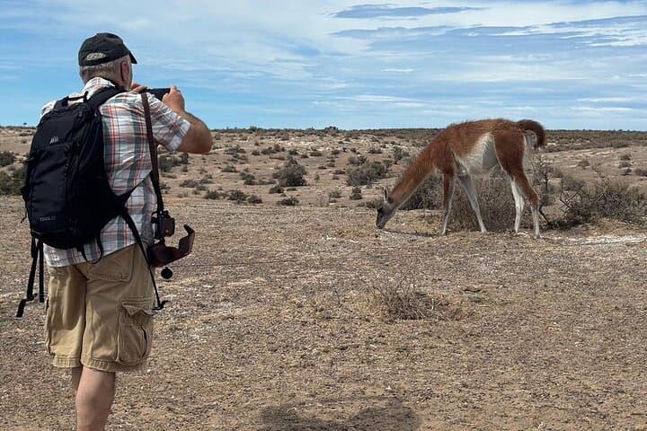 Punta Tombo & Isla Escondida Wildlife Day Tour from Puerto Madryn — Penguins and Elephant Seals photo 6